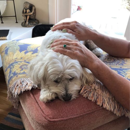 in-person reiki healing being performed on a pet dog