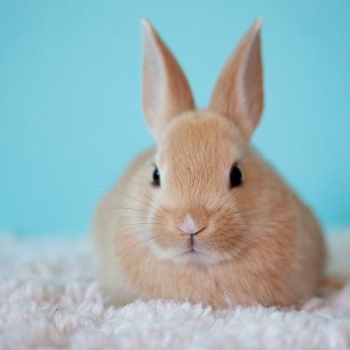 bunny rabbit about to receive reiki treatment