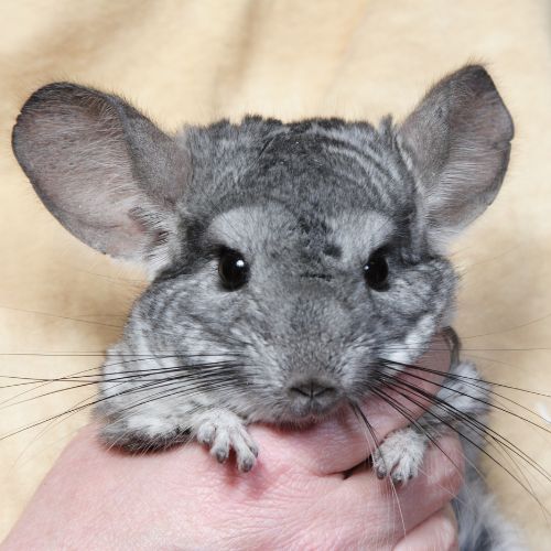 a chinchilla with specific hand placements for reiki healing