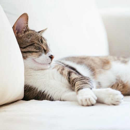 a cat relaxing after a reiki session