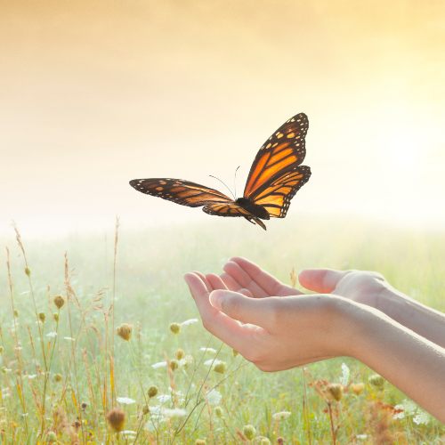 a butterfly being released to illustrate an emotional feeling during reiki for patient and practitioner