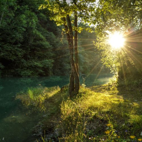 a tranquil forest where reiki treatment takes place